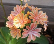 もし、今日が最後だったら・・？